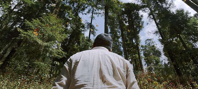 El Guardián de las Monarcas: La vida de Homero Gómez