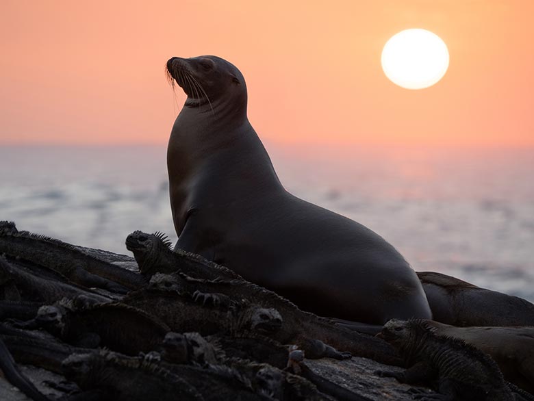 Disney celebra Día de la Tierra con Leones marinos y Guardianes de las galápagos