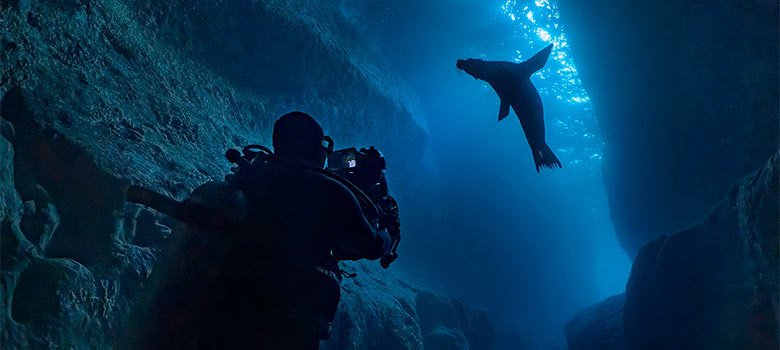 Disney celebra Día de la Tierra con los leones marinos de las Galápagos