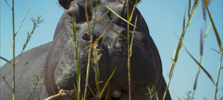 Pepe, documental ganador del Oso de Plata llega a Mubi