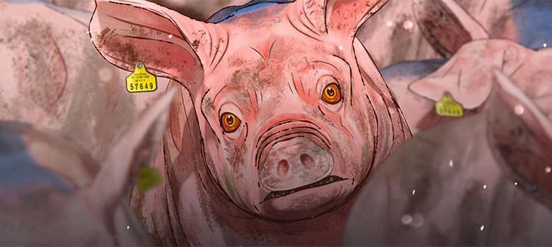 Puerco sobrevive a la fiebre aftosa: ¿Un monstruo nace o se hace?