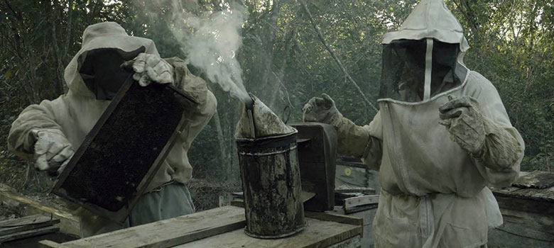 ¿Qué le pasó a las abejas?