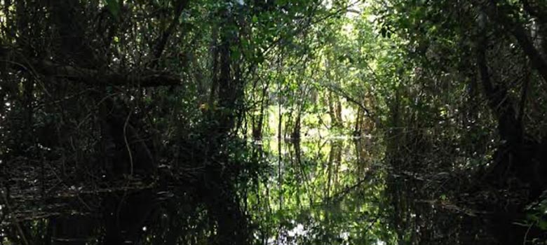 Selva tragica Yulene Olaizola